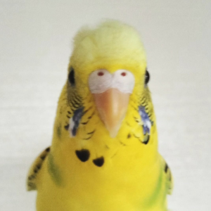 セキセイインコ 銀杏