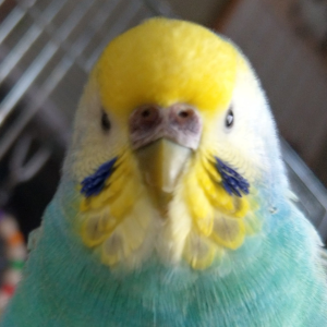 セキセイインコ ジョン・スノウ