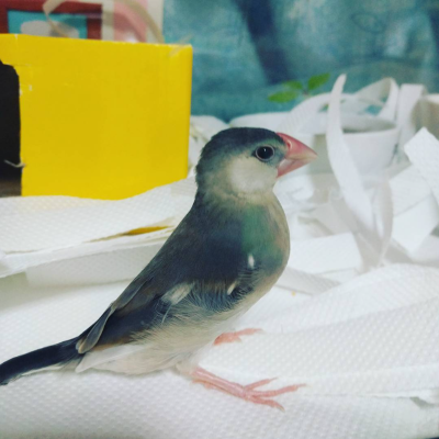 2016/03/13のおやぶん