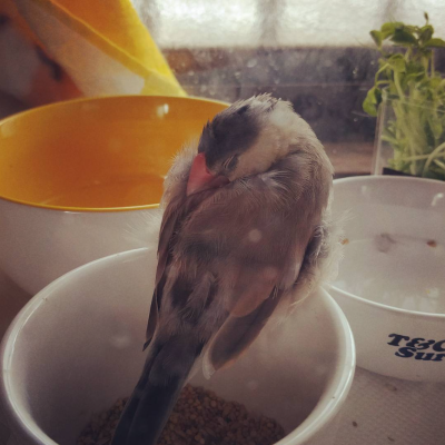 2016/03/18のおやぶん