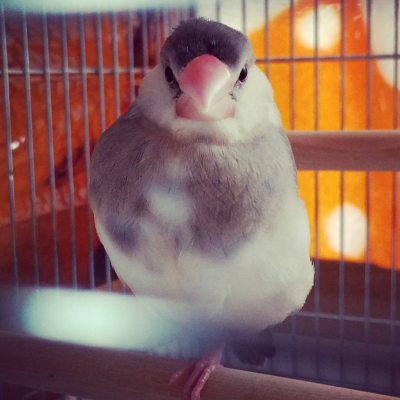 2016/04/02のおやぶん