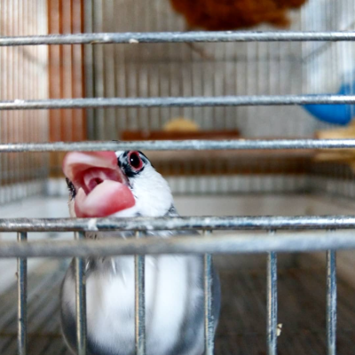 2020/06/23のおやぶん