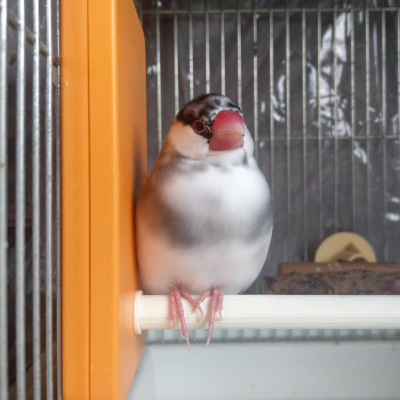 2021/11/23のおやぶん