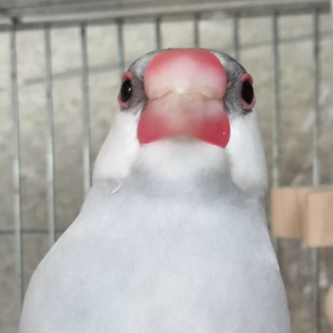 シルバー文鳥 しじみ