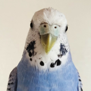 セキセイインコ すみれ