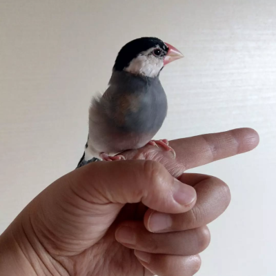 2022/02/06の鈴之助