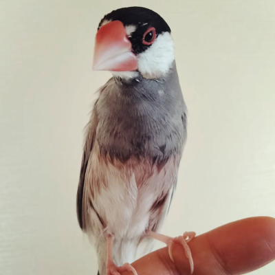 2023/02/28の鈴之助