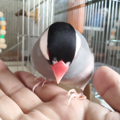 2024/04/21の鈴之助