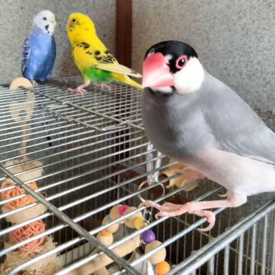 2024/08/13の鈴之助