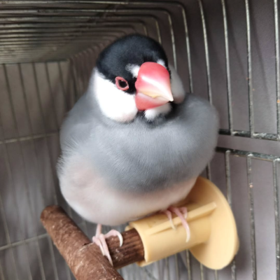 2024/08/22の鈴之助