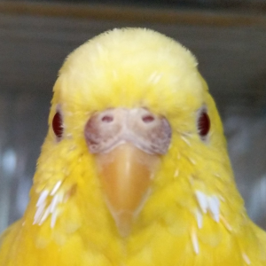セキセイインコ タケコ